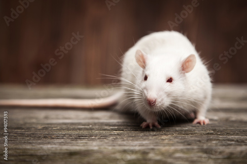 Pet rat closeup