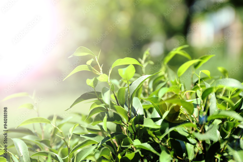 Green tea bush with fresh leaves, outdoors