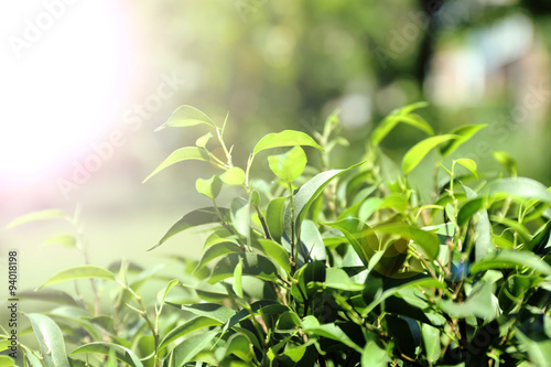 Green tea bush with fresh leaves, outdoors