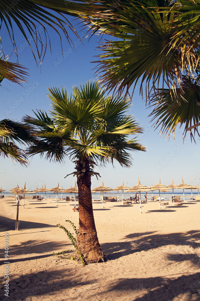 Naklejka premium palm tree on the beach
