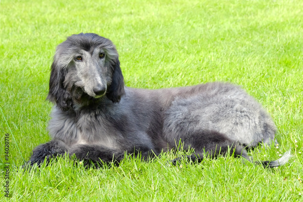 Typical black Afghan Hound on a green grass lawn Typical black Afghan Hound on a green grass lawn