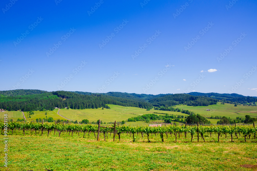 Oregon Winery and Vineyard