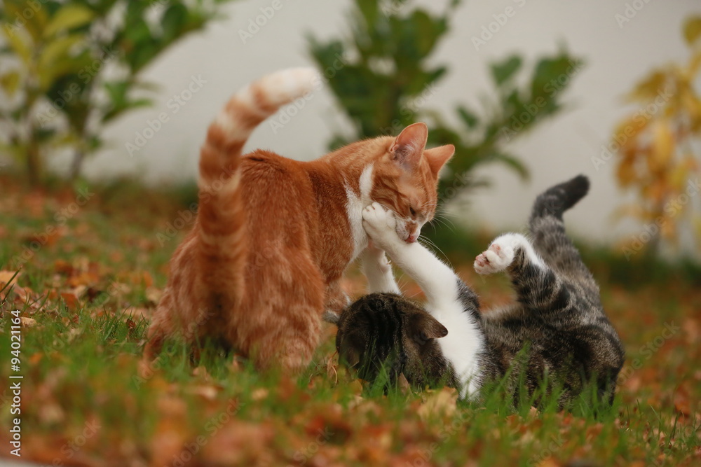 Katzenkampf StockFoto Adobe Stock