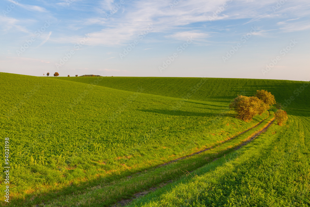 Path between green fields Path between green fields