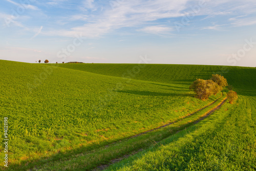 Path between green fields