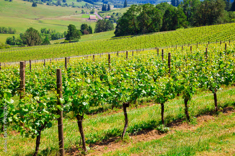 Oregon Winery and Vineyard