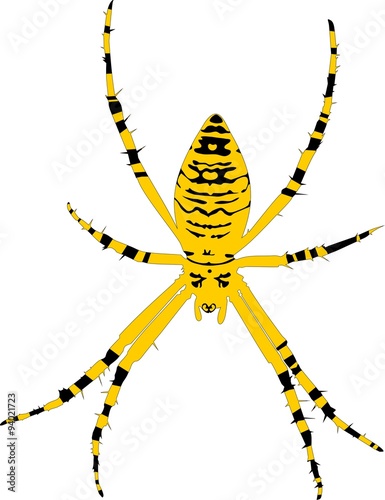 wasp spider photo