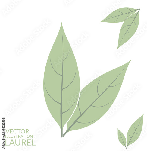 Laurel leaf