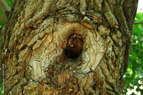 Tree hollow close up