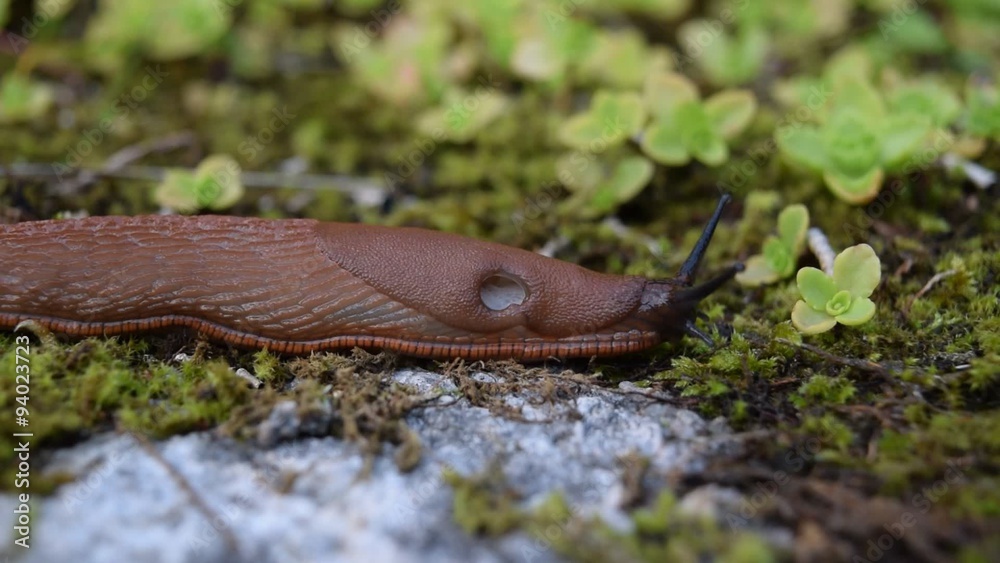Brown slugs are an undesirable species in Norwegian fauna Brown slugs are an undesirable species in Norwegian fauna