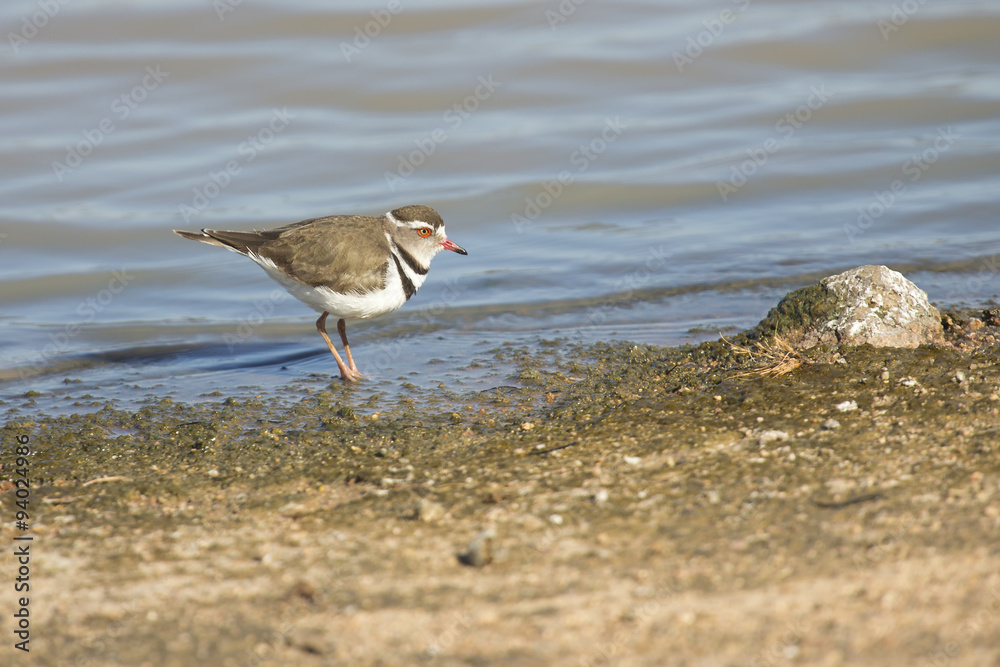 Small three banded plover wading on muddy shore of a pond Small three banded plover wading on muddy shore of a pond