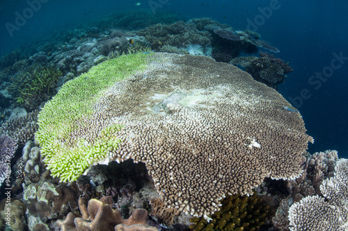 Fototapeta Naklejka Na Ścianę i Meble -  Dying Coral Colony