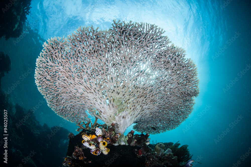 Naklejka premium Koral stołowy rośnie na rafie