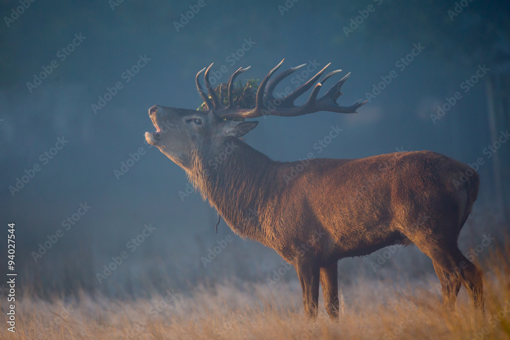 Naklejka premium Red Deer Stag