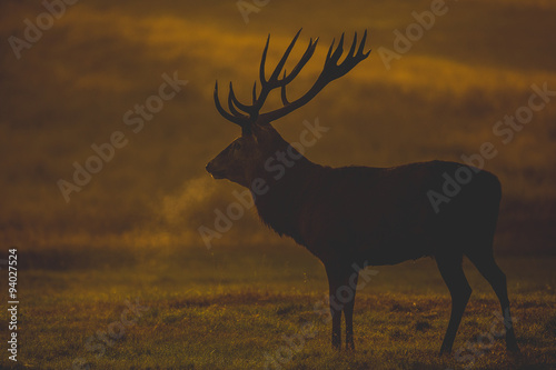 Red Deer Stag © Ian Schofield