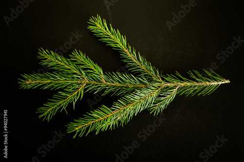 Green fresh branch of Cristmas tree on a black background. Bille