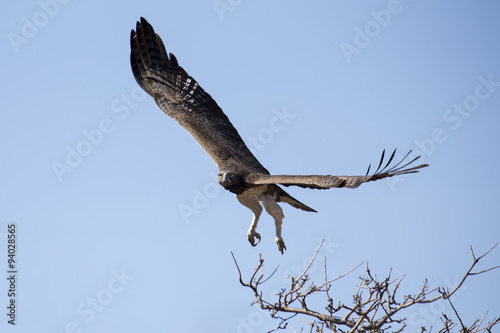 Martial eagle with large wings take off from tree against blue s