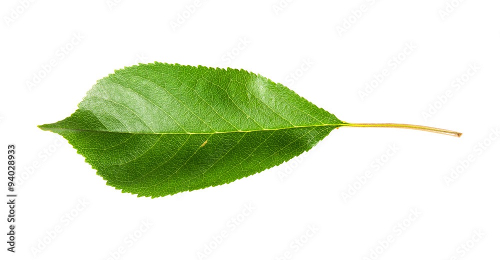 Fototapeta premium Single green leaf of cherry horizontally