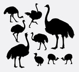 Ostrich poultry animal silhouettes. Good use for symbol, logo, web icon, game element, mascot, or any design you want. Easy to use.