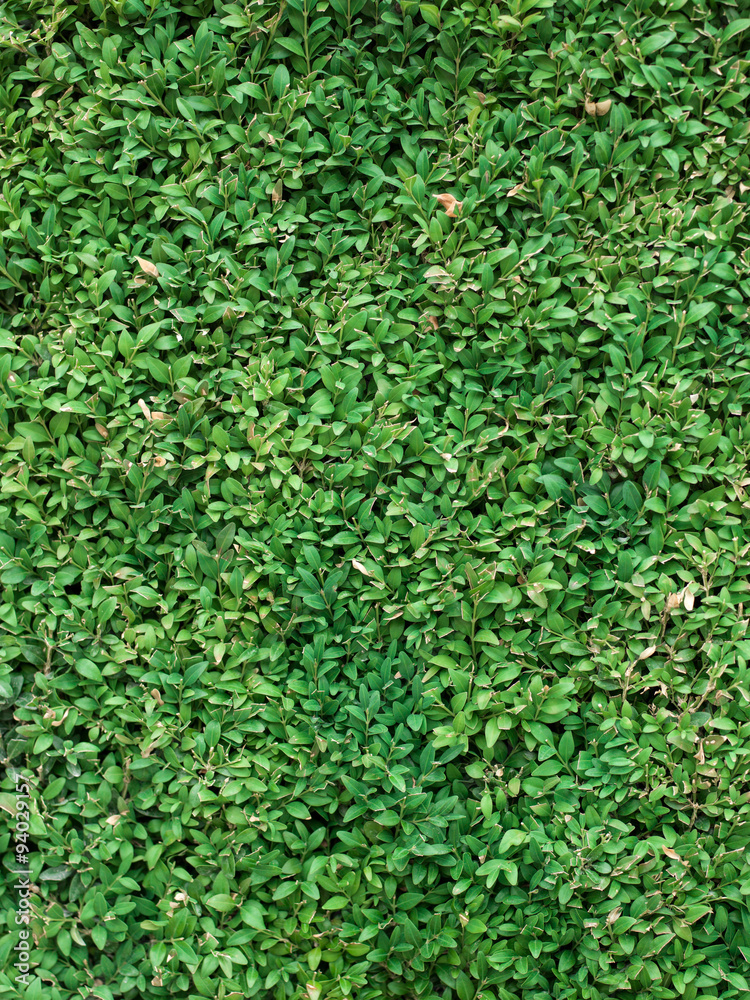 Green grass clover seamless texture Green grass clover seamless texture