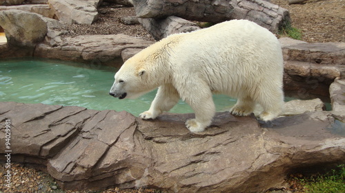 niedźwiedź polarny - biały - Ursus maritimus