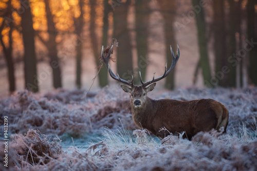Red Deer
