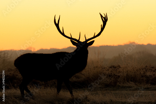 Red Deer © Ian Schofield