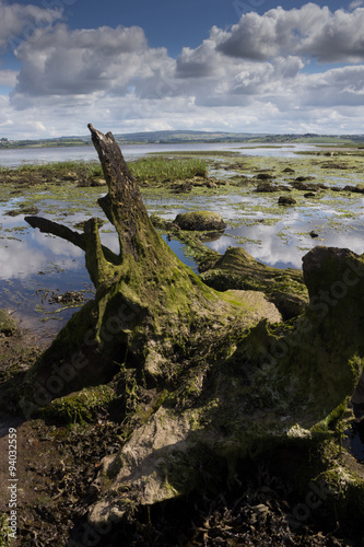 Wetland in Ireland