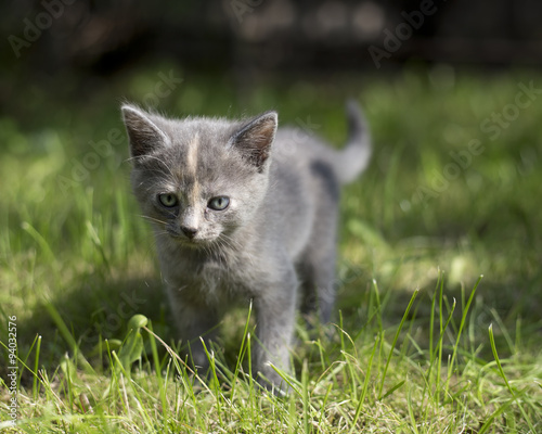 Cute little kitten