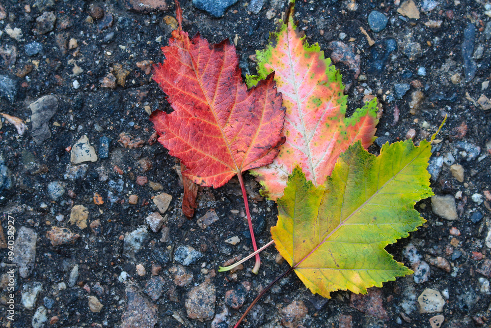 Autumn Leaves displayed on a pavement road. Autumn Leaves displayed on a pavement road.