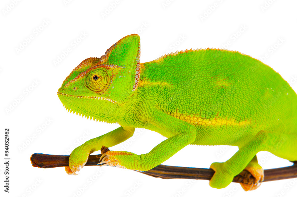 Obraz premium Chameleon on a branch