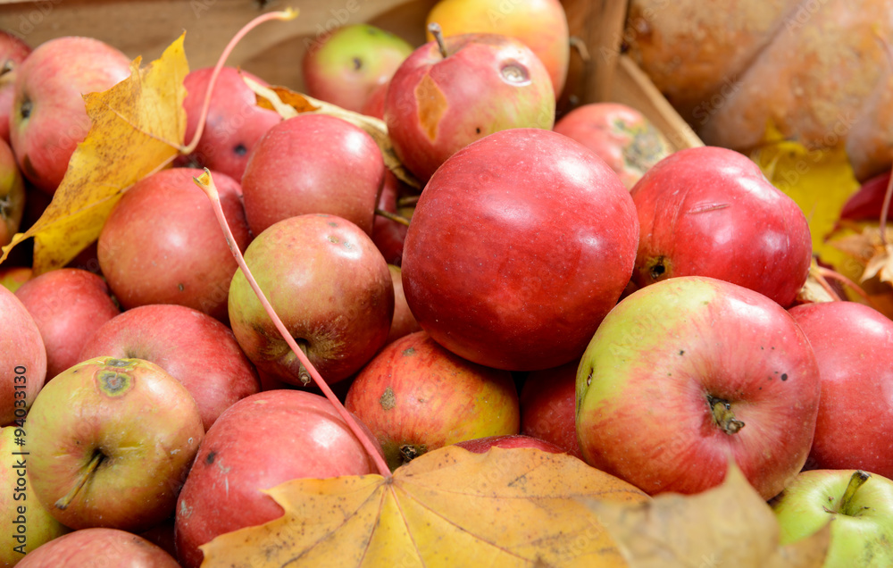 lot of fresh red apples with autumn leaves lot of fresh red apples with autumn leaves
