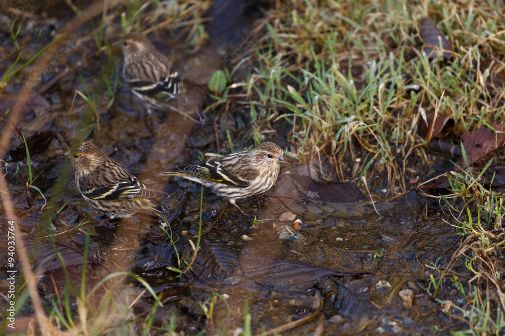 Fototapeta premium pine siskin