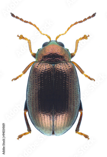 Beetle Crepidodera fulvicornis