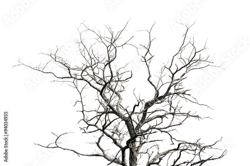 Dry branches isolated on white