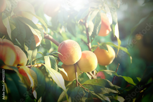 Branch of peach tree close up