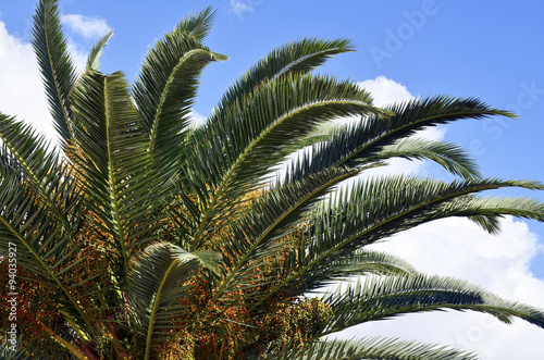 Palm tree leaves and fruits against blue sky.