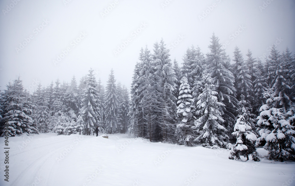 Winter landscape with snowy fir trees