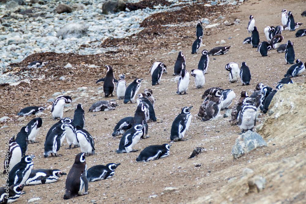 Obraz premium Penguin colony on Isla Magdalena island in Magellan Strait, Chile