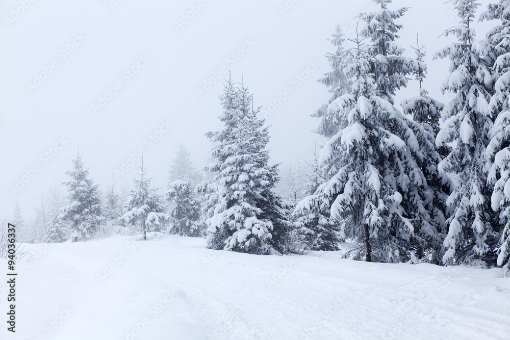 Winter landscape with snowy fir trees