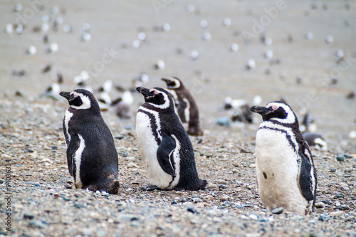 Magellanic Penguin colony on Isla Magdalena island in Magellan Strait, Chile