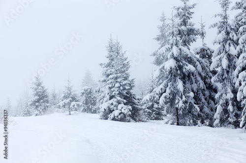 Winter landscape with snowy fir trees © Melinda Nagy