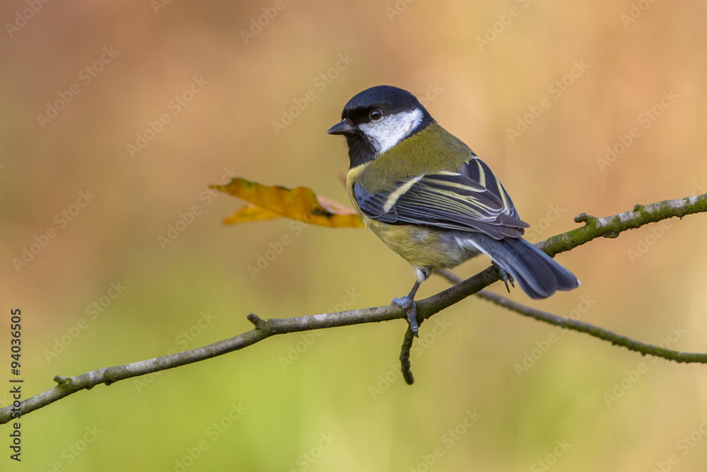 Fototapeta premium Great tit in autumn colors