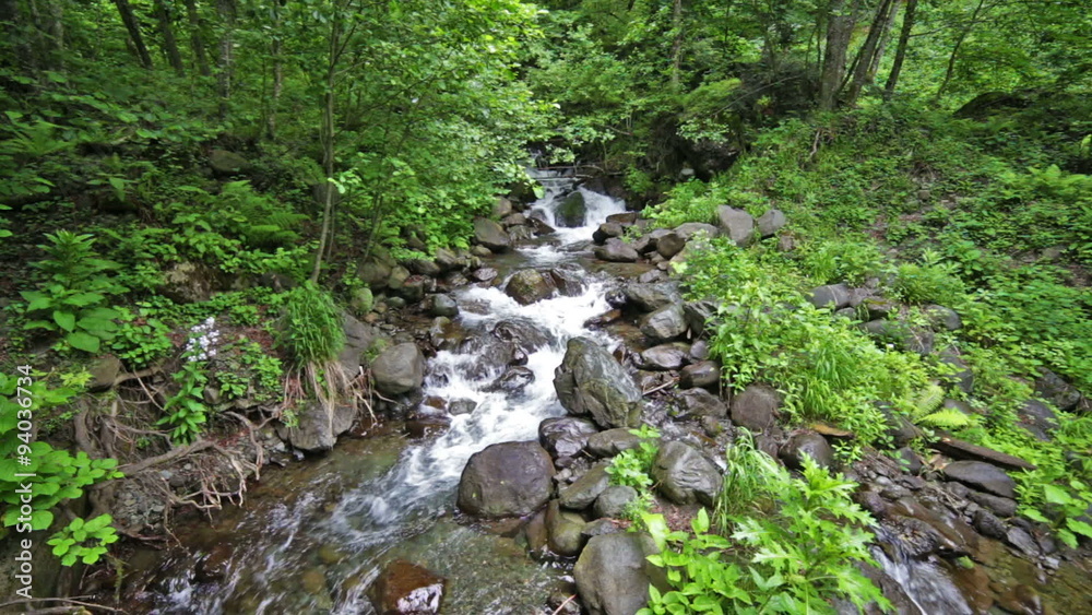 River in Caucasus mountains forest, near lake Ritsa, Abkhazia River in Caucasus mountains forest, near lake Ritsa, Abkhazia