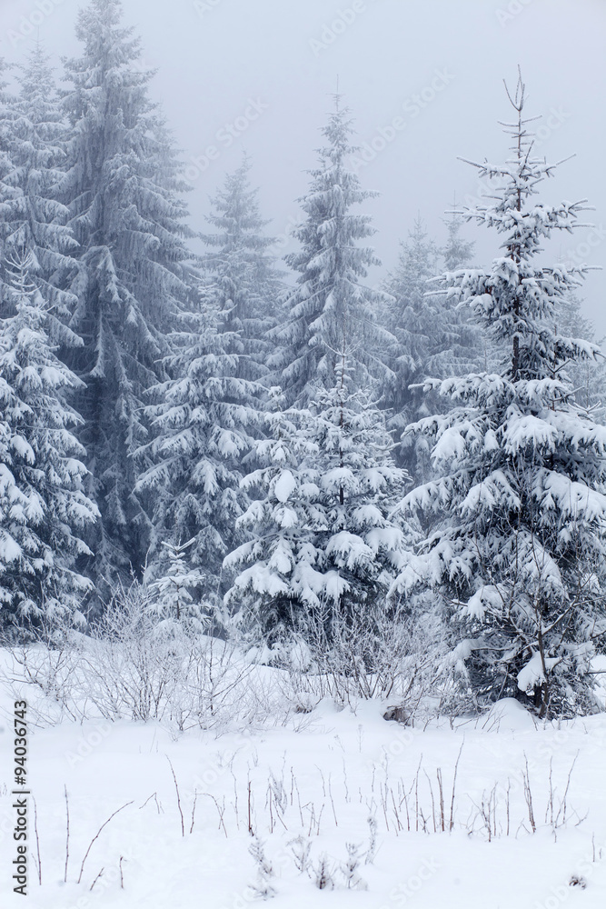 Fototapeta premium Winter landscape with snowy fir trees
