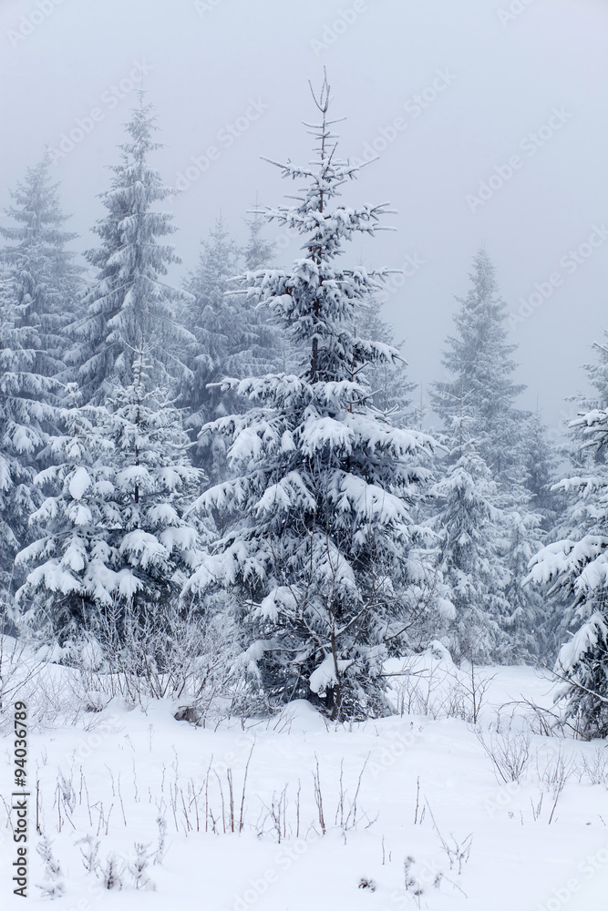 Fototapeta premium Winter landscape with snowy fir trees