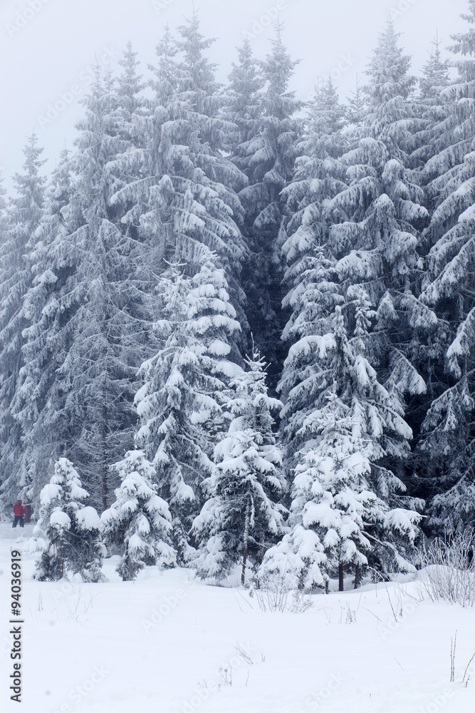 Winter landscape with snowy fir trees Winter landscape with snowy fir trees