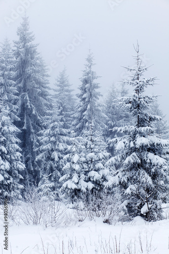 Winter landscape with snowy fir trees © Melinda Nagy