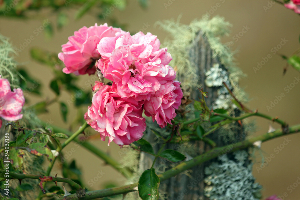 Pink Climbing Roses on a Mossy Fence