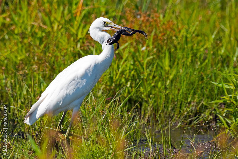 Juvenile Little Blue Heron with Frog Juvenile Little Blue Heron with Frog